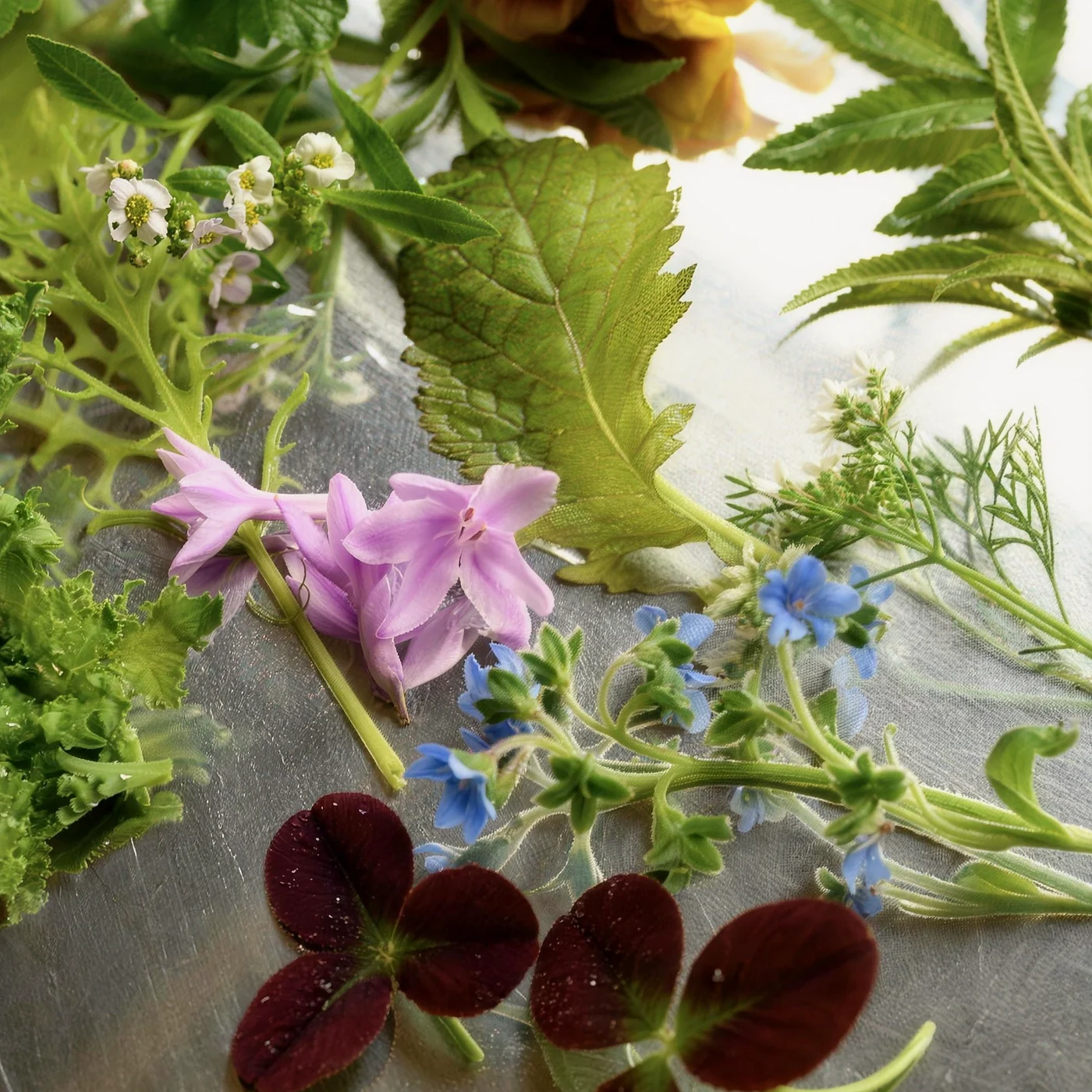 Edible flowers and herbs from Northern Thailand: violet bellflowers, borage and red sorrel